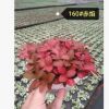 基地批發(fā) 各類網(wǎng)紋草 植物含盆 陰生花卉 微型室內(nèi)凈化綠植盆栽