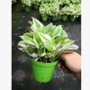 白金葛 綠蘿 室內(nèi)吸甲醛綠植盆栽凈化空氣花卉植物
