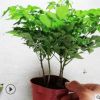 幸福樹 室內(nèi)客廳辦公室綠色植物花卉小盆栽基地供應(yīng)