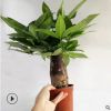 發(fā)財樹 客廳辦公室室內(nèi)綠色觀賞植物小盆栽基地種植