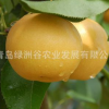 山東平度供應批發嫁接晚熟秋月梨樹苗梨樹苗木新品種