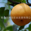 山東平度批發嫁接晚熟南水梨樹苗北方南方種植果樹苗木新品種