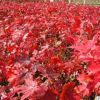 泰安基地出售1紅楓 規格齊全紅楓小苗