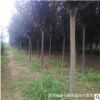 園林綠化工程苗木紫葉李公園道路點綴落葉小喬木紅葉李