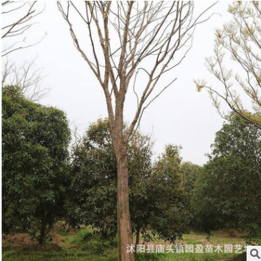 園林綠化工程苗木榔榆行道風景林蔭樹落葉喬木江蘇榔榆