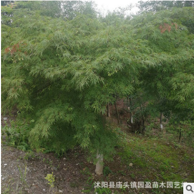 園林綠化工程苗木羽毛楓景點道路點綴落葉小喬木羽毛楓