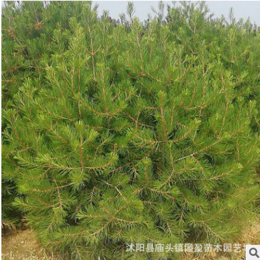 園林工程綠化苗木白皮松高綠化風景樹常青喬木江蘇白皮松