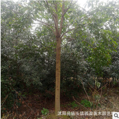 園林綠化工程苗木樂昌含笑行道風景四季常青喬木樂昌含笑