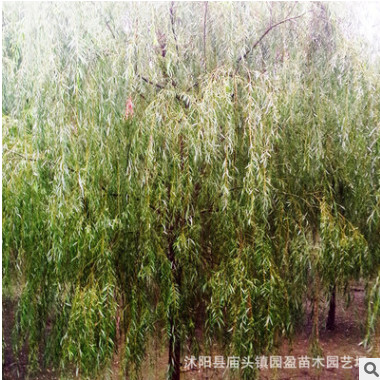 園林綠化工程苗木垂柳河邊湖泊風景行道樹落葉喬垂柳