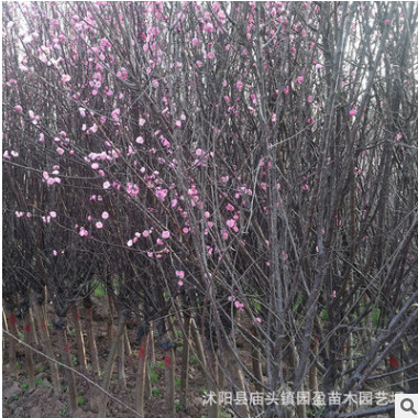 園林綠化工程苗木榆葉梅景點道路點綴落葉小喬木江蘇嫁接榆葉梅