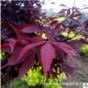 園林工程綠化苗木紅楓景點公園道路點綴風景樹落葉小喬木中國紅楓