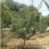 園林工程綠化苗木垂絲海棠景點公園綠化隔離點綴小喬木垂絲海棠
