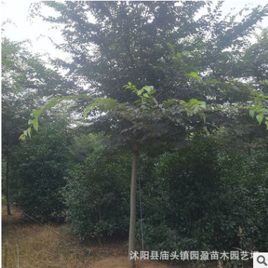 園林工程綠化苗木樸樹行道風景林蔭樹落葉喬木江蘇樸樹