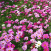 園藝花卉
