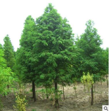 精品落羽杉批發(fā) 行道樹景區(qū)風(fēng)景庭蔭樹