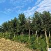 北美楓香樹苗批發庭院觀賞色塊綠化苗木規格齊全量大從優楓香小苗