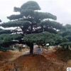 造型羅漢松 基地供應批發羅漢松 全國銷售造型羅漢松