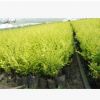 金葉榆樹苗批發苗木特價工程綠化 園林植物造型金葉榆小苗