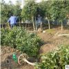 直銷優質 四季桂 桂花，金桂 楊梅樹 枇杷樹 等綠化批發配送