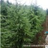 園林綠化工程苗木蘇北耐寒耐旱雪松苗雪松樹50公分高至7米高雪松