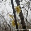 園林綠化工程苗木蠟梅景點(diǎn)道路點(diǎn)綴落葉小喬木梅花嫁接臘梅