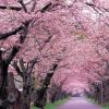 庭院櫻花苗 日本櫻花樹苗 嫁接櫻花樹苗 晚櫻苗地栽櫻花綠化小苗