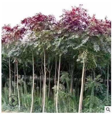 廠家基地直銷 紅葉椿 綠化工程苗木 紅葉椿 常年批發