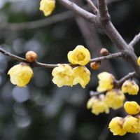 臘梅養殖方法和注意事項