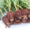 無盡夏繡球花苗 觀賞植物繡球種苗八仙花盆栽小苗批發