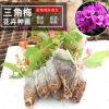 斗南基地自培三角梅種苗四季觀賞盆栽植物三角梅產地批發花卉苗木