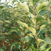 蘋(píng)果苗