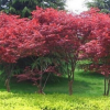批發工程綠化苗 紅楓 盆栽庭院 園林綠化 行道樹 規格全