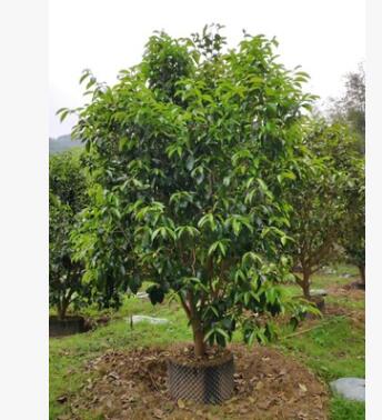 904基地直銷 紅皮油茶 2-2.5米高假植苗 叢生油茶樹