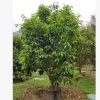 904基地直銷 紅皮油茶 2-2.5米高假植苗 叢生油茶樹