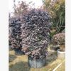 紅繼木柱 1.8-2米高 造型紅檵木柱子