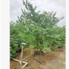 叢生宮粉紫荊 2-4米高假植苗 洋紫荊 宮粉羊蹄甲