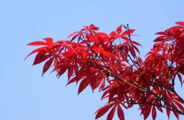 紅楓