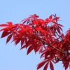 紅楓