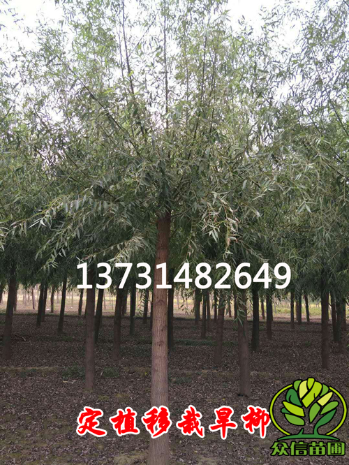 定植旱柳