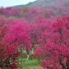 山櫻花