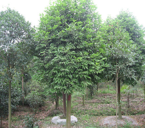 天竺桂