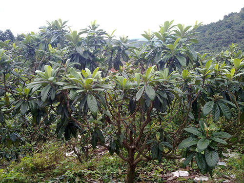 枇杷樹