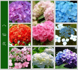 八仙花