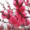 紅葉碧桃