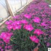 歐石竹 宿根花卉 地被石竹開花的草坪