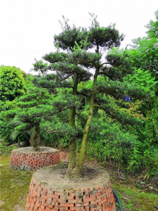 羅漢松