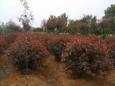 紅葉小檗