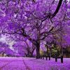 藍花楹