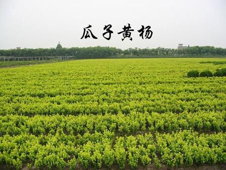 瓜子黃楊