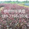 產(chǎn)品名稱：紅花繼木1